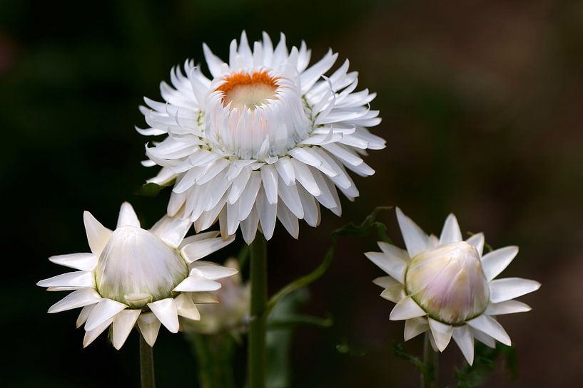 Droogbloemen van John Leeninga