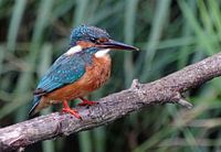 Eisvogel.