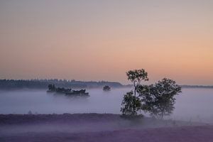 Sonnenaufgang über einer sommerlichen Heidelandschaft