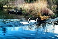 swan