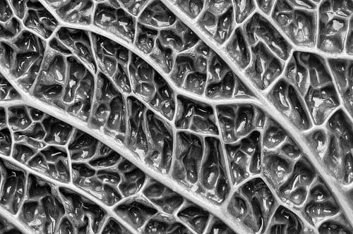 Macrofoto van Savooiekool (zwart -wit)