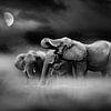 Olifanten bij maanlicht van Chris Stenger
