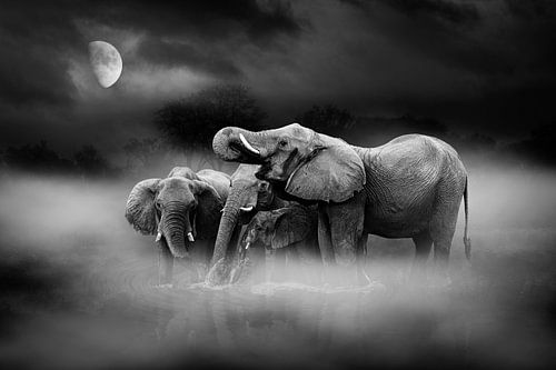 Olifanten bij maanlicht