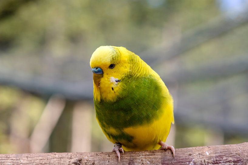Je te connais, toi. par Harald Schottner