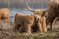 Mère et veau Highlander écossais par Marc van Tilborg Aperçu