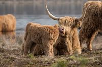 Schotse Hooglander Moeder en Kalf