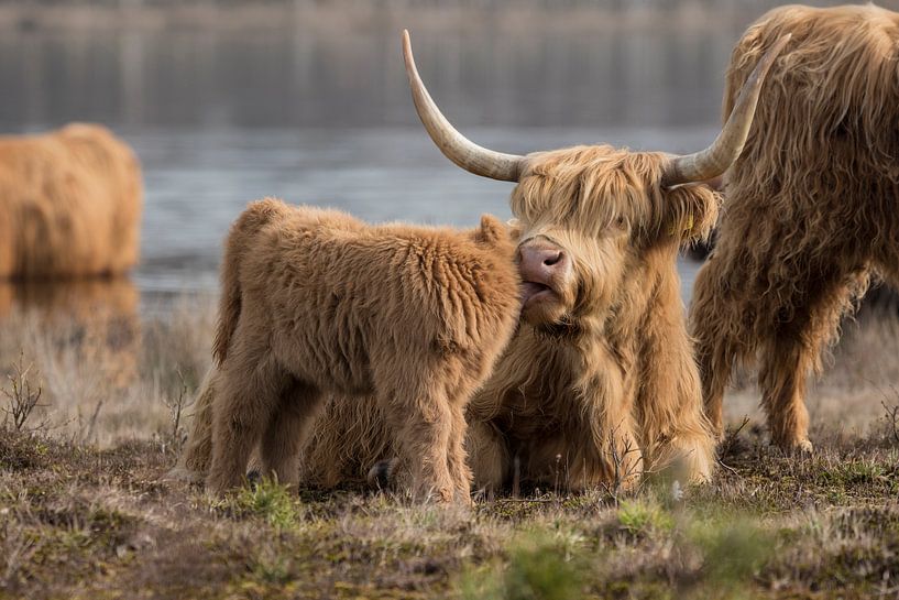 Mère et veau Highlander écossais par Marc van Tilborg