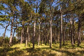 Küstenwald bei Neuendorf auf der Insel Hiddensee