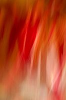 Mysterie van de liefde, abstracte fotokunst bloem