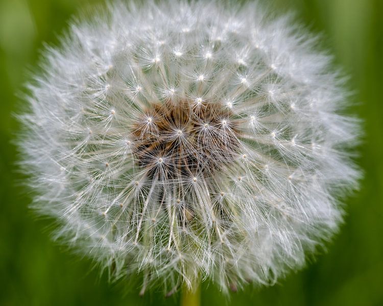 Pusteblume von Hans-Bernd Lichtblau