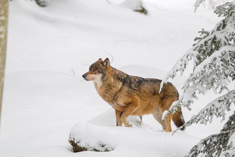 Wolf (Canis lupus) van Dirk Rüter