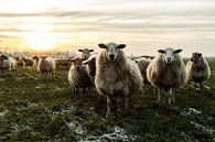 Nieuwschierige schapen van Danai Kox Kanters thumbnail