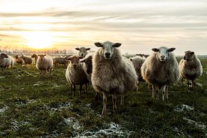 Moutons curieux sur Danai Kox Kanters