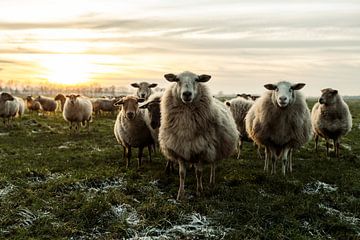 Nieuwschierige schapen van Danai Kox Kanters