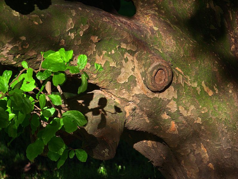 Boom Gezicht van Edgar Schermaul