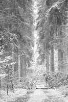 Paysage de neige