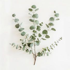 Eucalyptus von Poster Art Shop