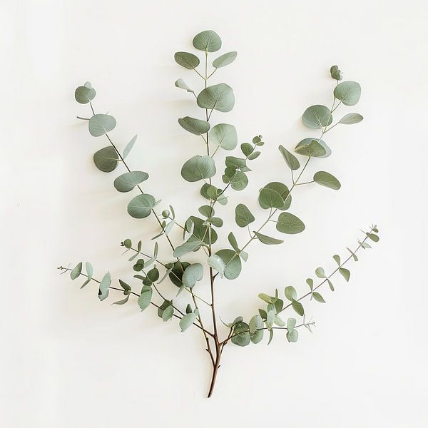 Eucalyptus par Poster Art Shop