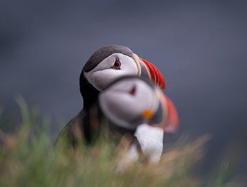 Portret van twee papegaaiduikers zittend achter elkaar in IJsland van Bianca Fortuin