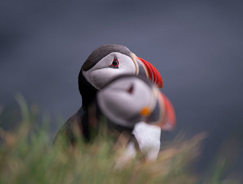 Porträt von zwei hintereinander sitzenden Papageientauchern in Island von Bianca Fortuin