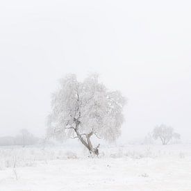 High Fens by Dominiek Cottem