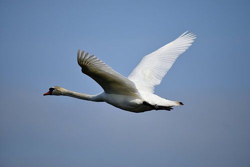 Un cygne muet survolant le ciel