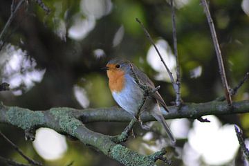 curious robin by Eveline De Brabandere