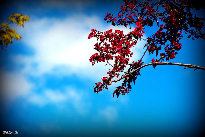 Blossom by Brigitte Kielenstijn