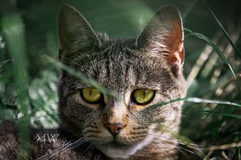 Een fluweelzachte Kat in het Mystieke groen