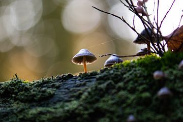 Sunlight fungus by Tania Perneel