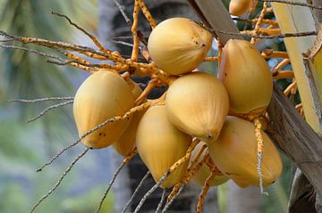 kokosnoten geel in palmboom te Mauritius van Osterhuis