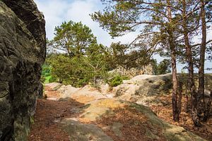 Landschaft mit Bäumen und Felsen im Harz