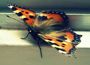Prachtige vlinder - Beautiful Butterfly