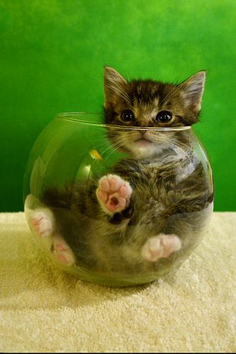 Curious kitten in  a fish bowl