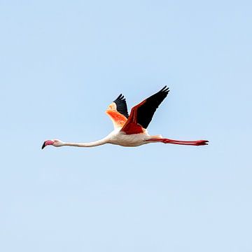 Flamant volant