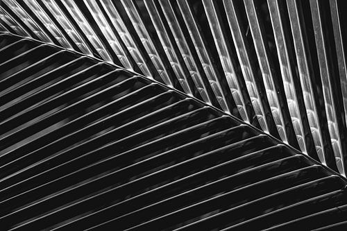 Rhythme van Reflecties Abstract Palmspel Zilver