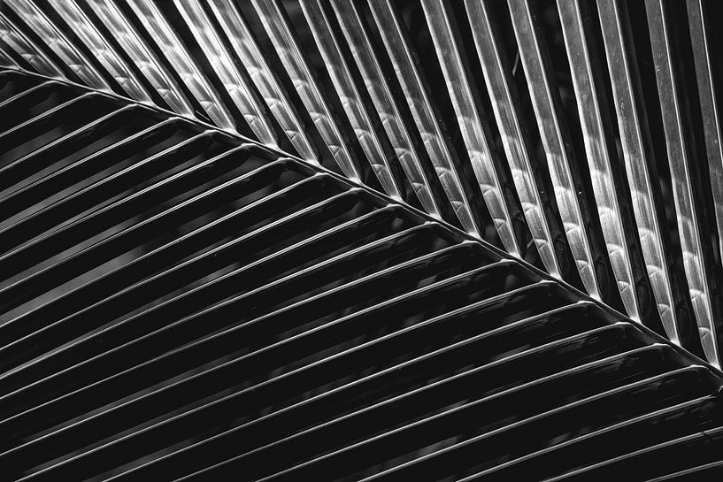 Rhythm of Reflections - Abstract Palm Game - Silver by Femke Ketelaar
