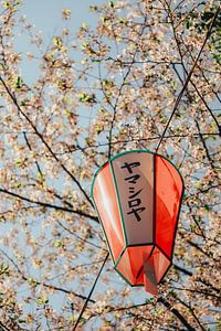 Bloemenmagie en lantaarnlicht: Sakurafestival in Japan