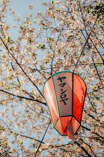 Magie des fleurs et lumière des lanternes : le festival Sakura au Japon par NZME Photography