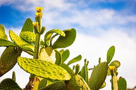 Vibrant Desert Bloom von Patrick Kilb