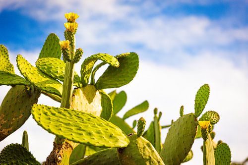 Fleur du désert éclatante