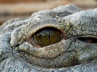 Durch das Auge des Alligators