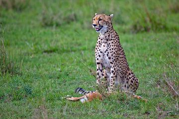 succesvolle cheetah van Peter Michel