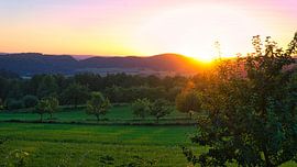 Baum auf einer Wiese zum Sonnenuntergang