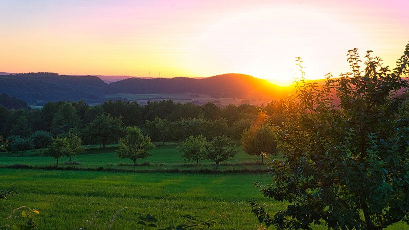 Boom in een weiland bij zonsondergang van Martin Köbsch
