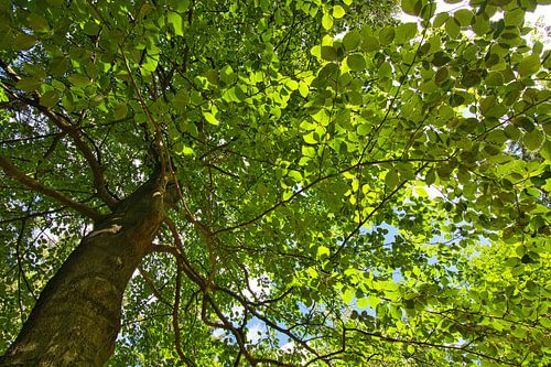 Uitzicht in de bomen
