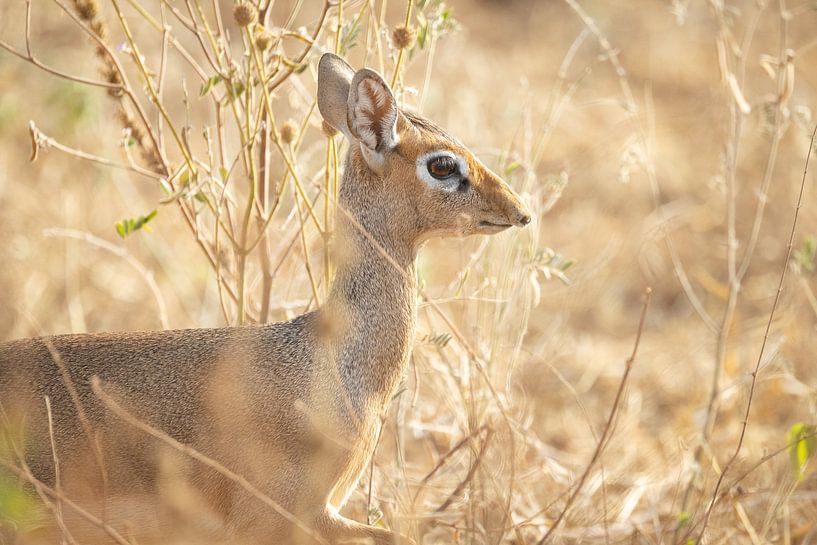 Imapala tussen het hoge gras in Tarangire, Tanzania van Ruben Bleichrodt