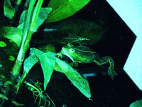 extreem green