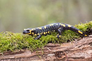 Feuersalamander im Wald