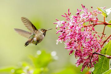 Volcano hummingbird by Eveline Dekkers